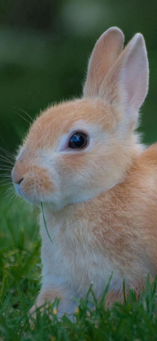 rabbit, grass, waiting