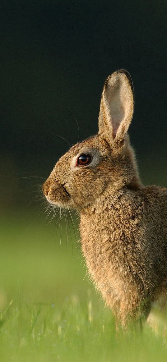 hare, grass, rabbit, waiting