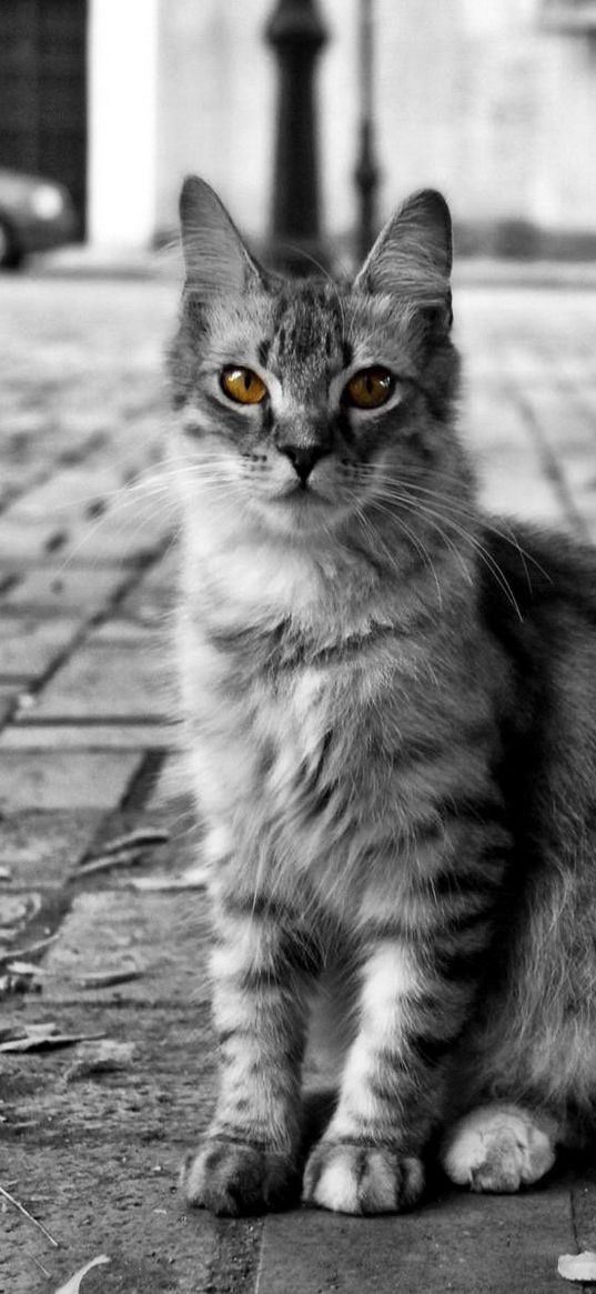 cat, road, city, homeless, furry, black white