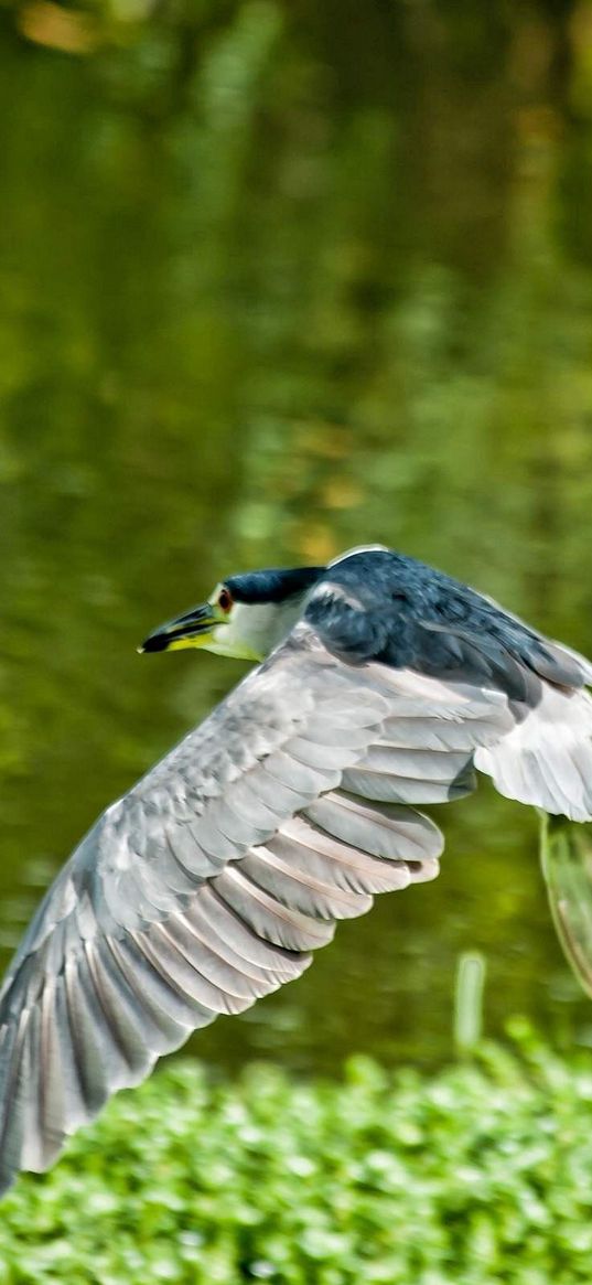 bird, flying, grass