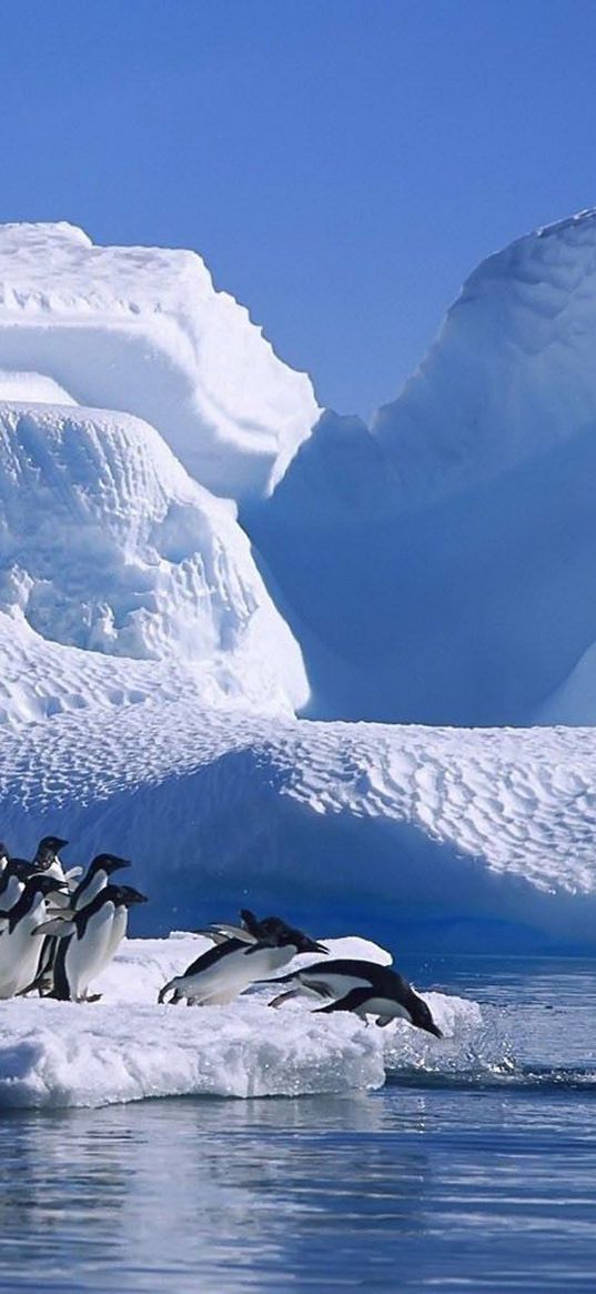 penguins, flock, jump, ice, snow, antarctica