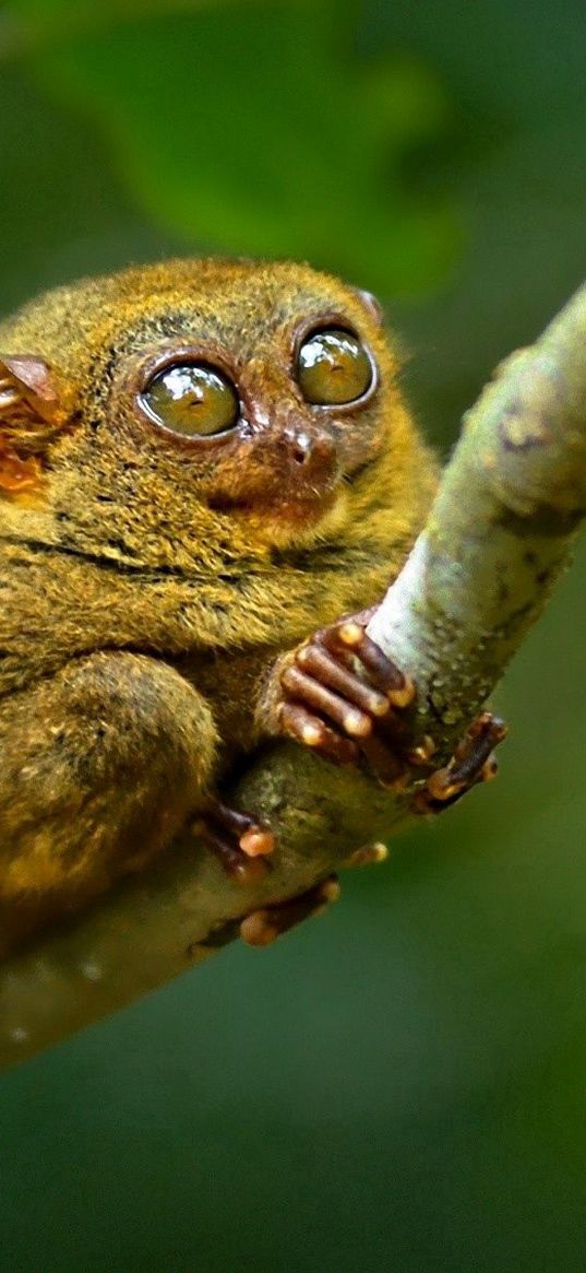 tarsier, big eyes, branch, sit