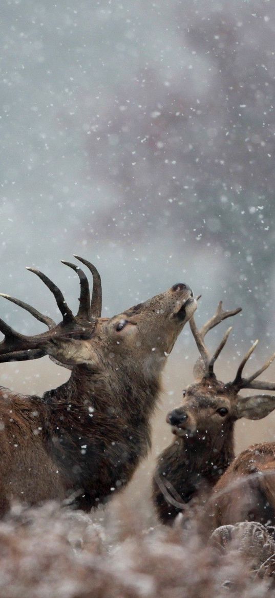 deer, couple, grass