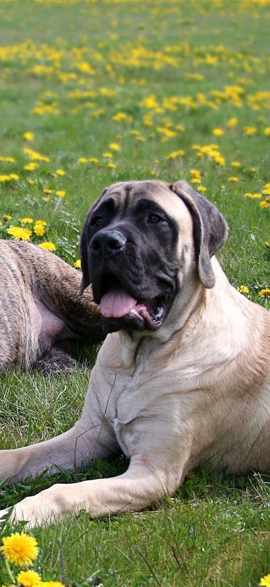 dogs, sheep, grass, flowers