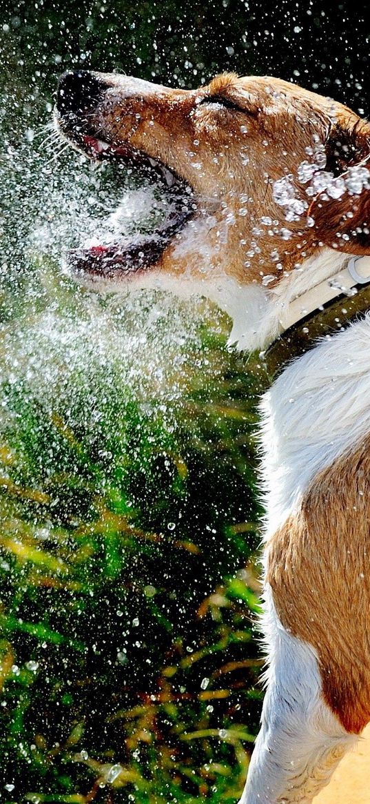 dog, muzzle, spray, water, splash