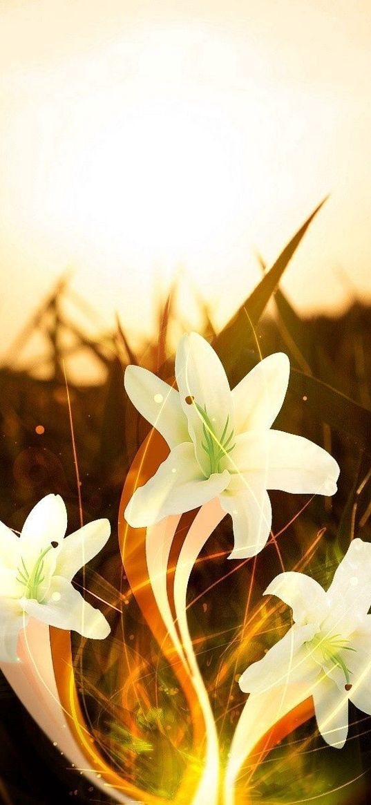 flowers, white, orange, field, light