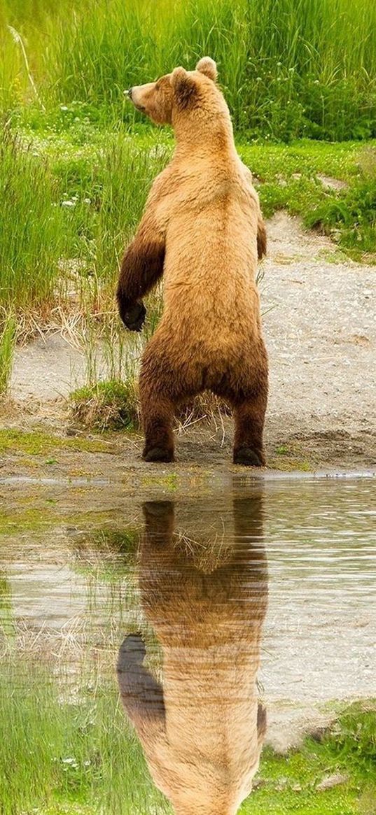 bear, cubs, walk, family