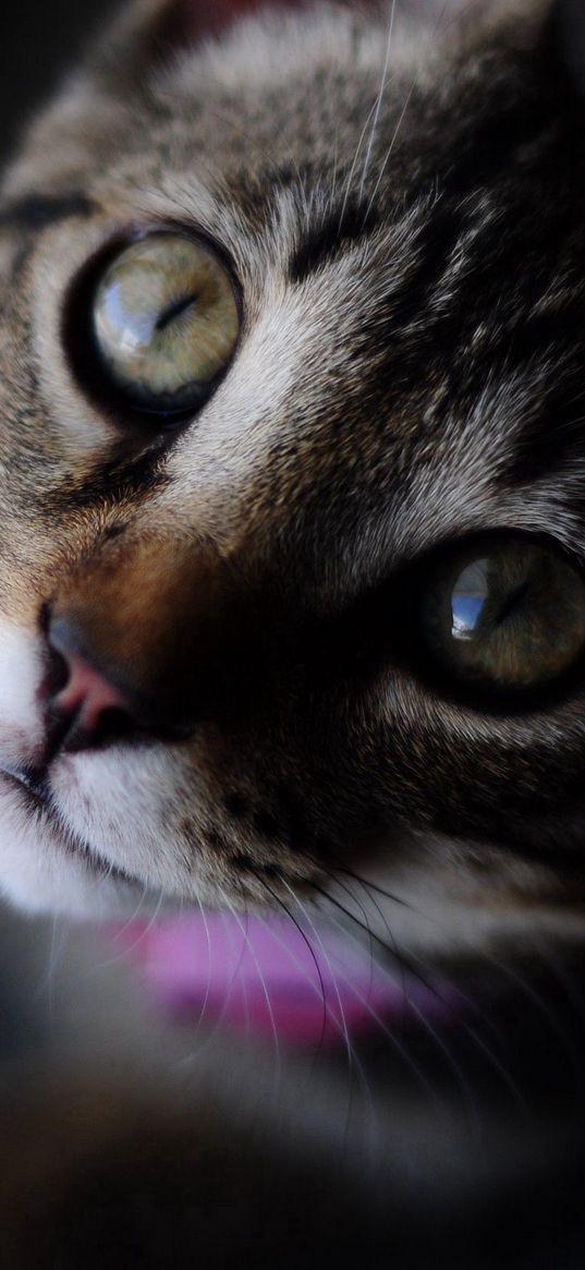 cat, striped, muzzle, eyes, closeup