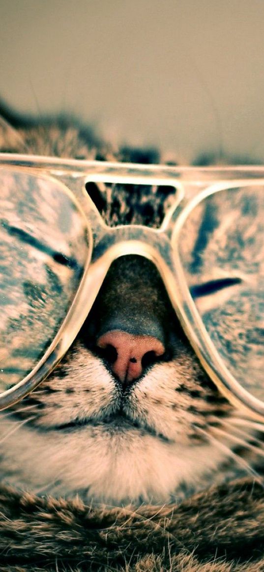 cat, face, glasses, funny, striped