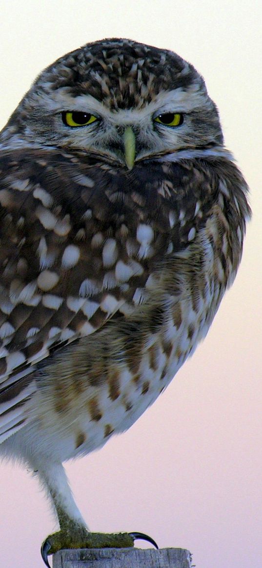 owl, small, black, feathers