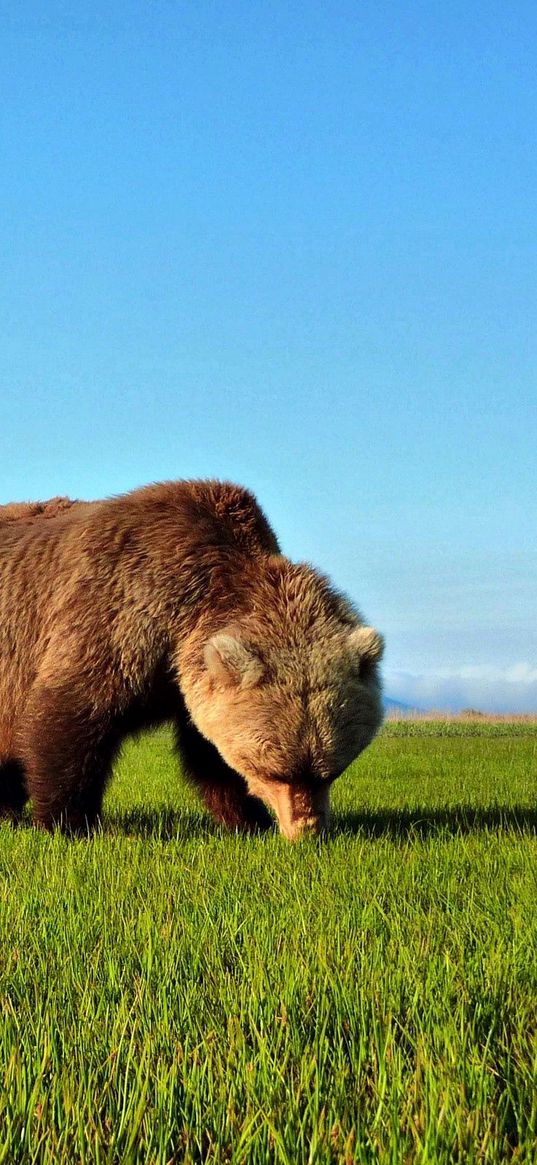 bear, walk, grass, brown