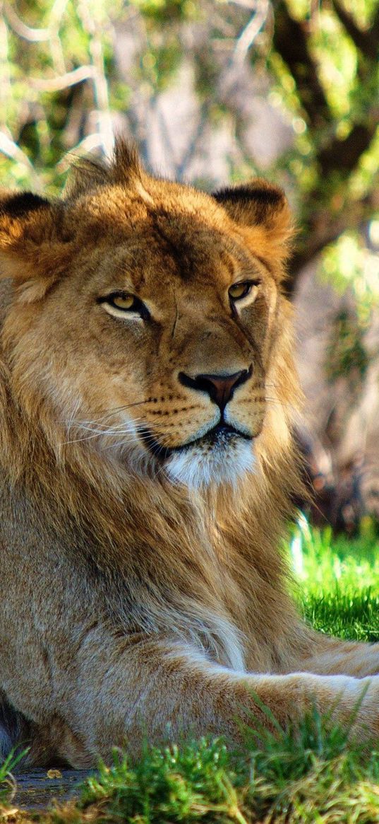 lion, grass, lying, rest