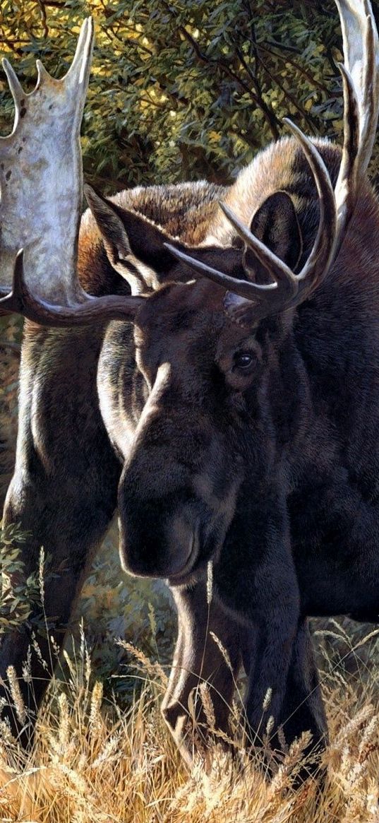 deer, antler, grass, walk