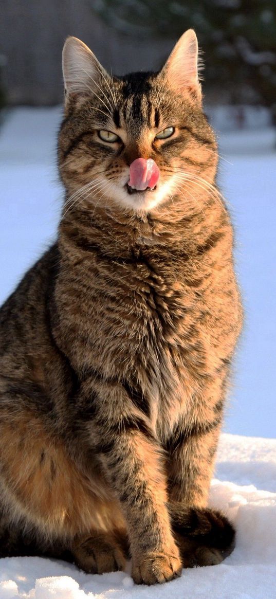 cat, face, striped, tongue, lick, snow, winter