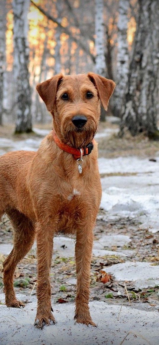 dog, muzzle, dog collar, snow, walk, spring, wood