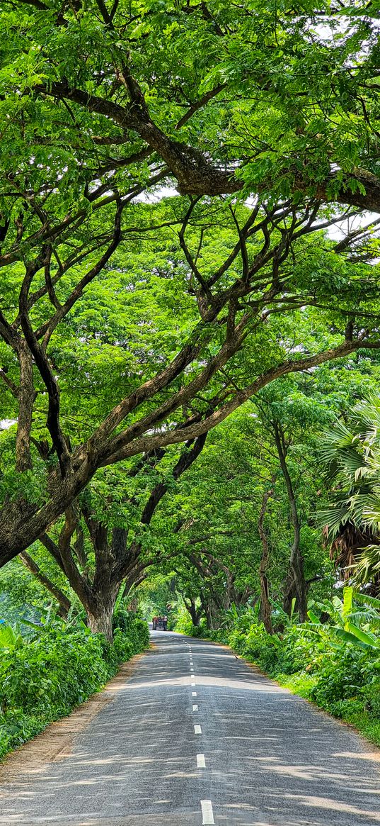 trees, highway, road, greenery, nature