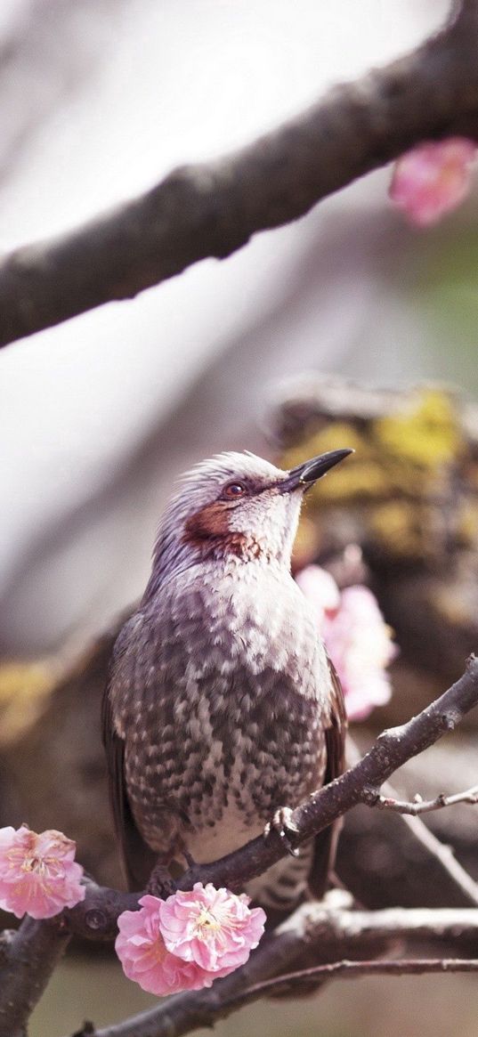 bird, flower, flowering, tree