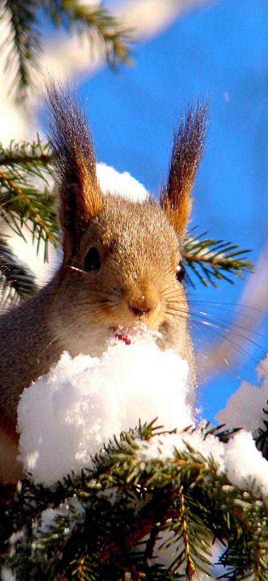 squirrel, branches, snow, pine, animal