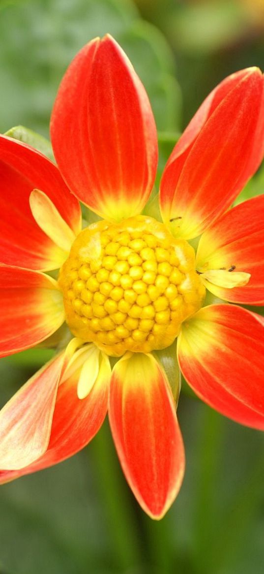 flower, yellow, red, garden, one