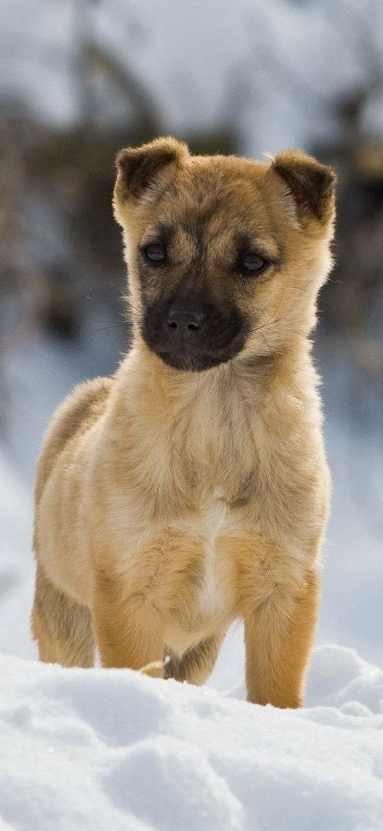 puppy, snow, walk, wait, curiosity, bred