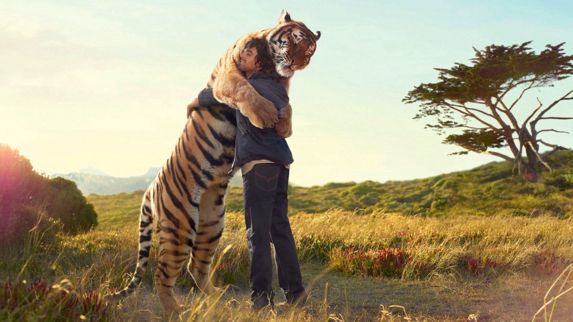 tiger, guy, hugs, meeting, situation