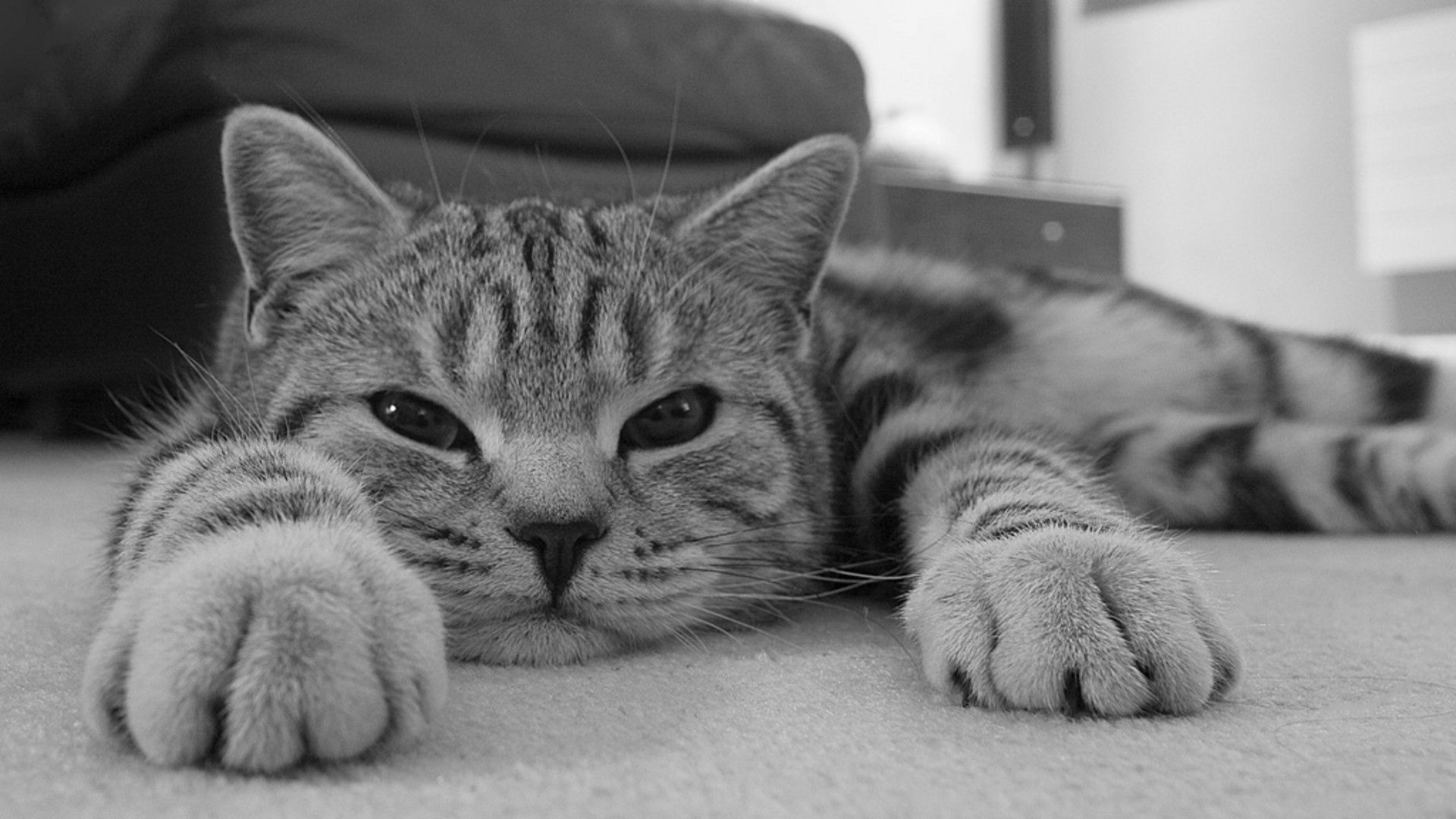 cat, muzzle, striped, eyes, rest, black white