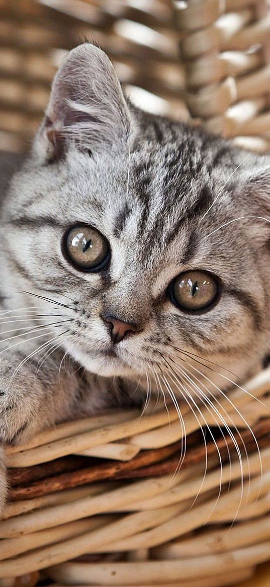 cat, kitten, basket, lie, look, striped