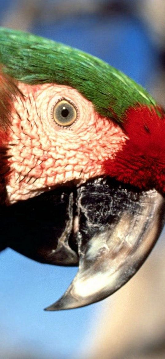 parrot, color, colorful, beak