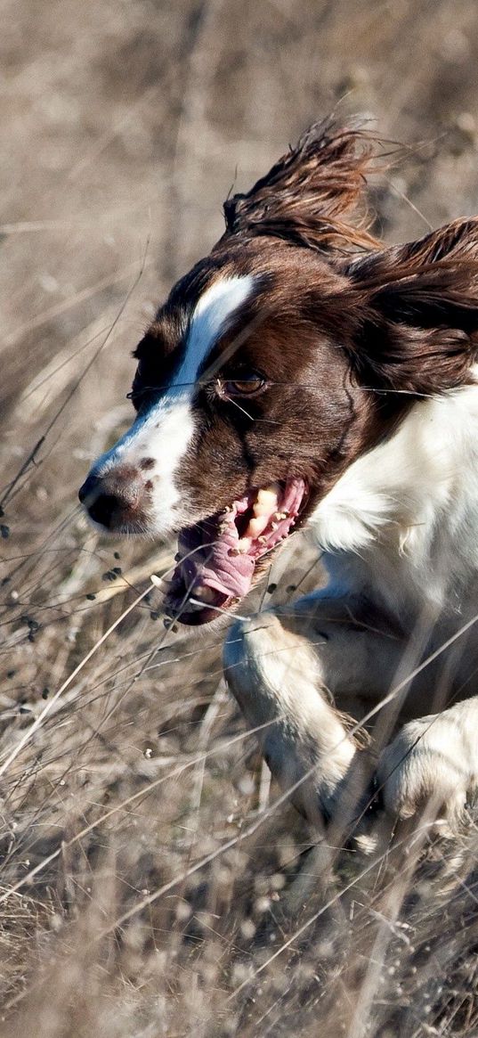 dog, grass, jogging, tongue