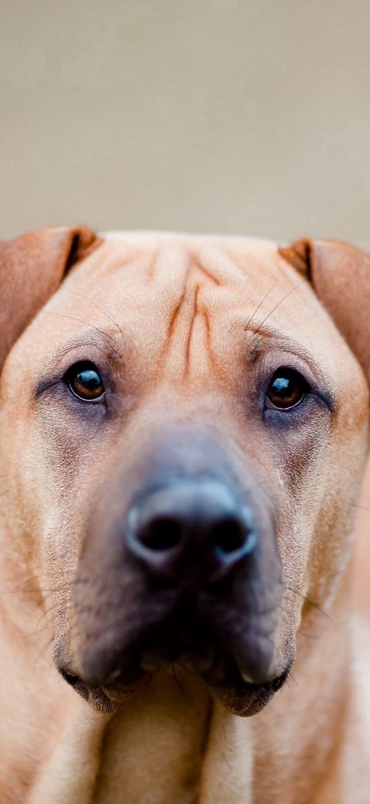 dog, muzzle, eyes, rock