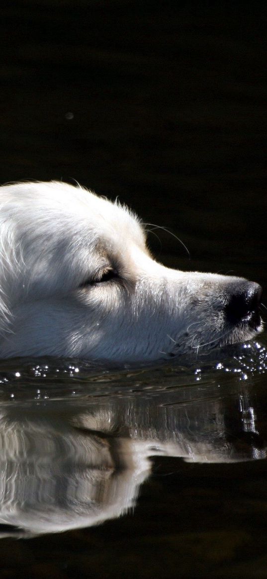 dog, fluffy, swimming, water