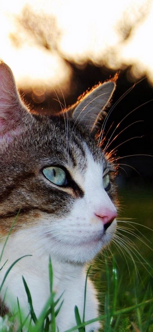 cat, grass, eyes, lying, spotted, striped