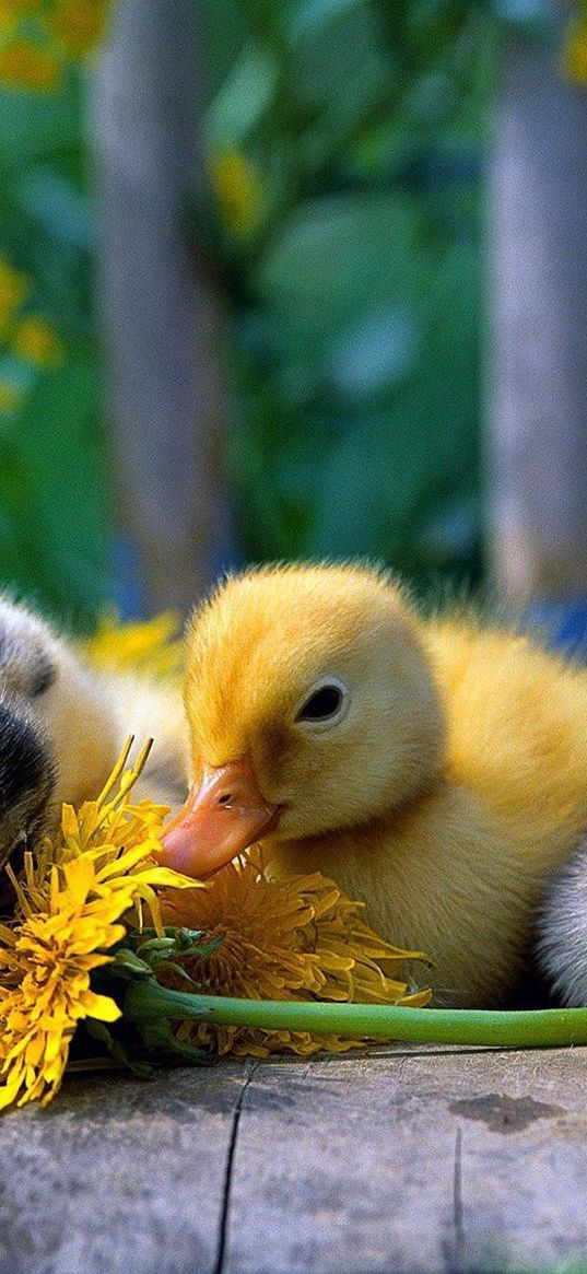 ducklings, color, flowers, grass