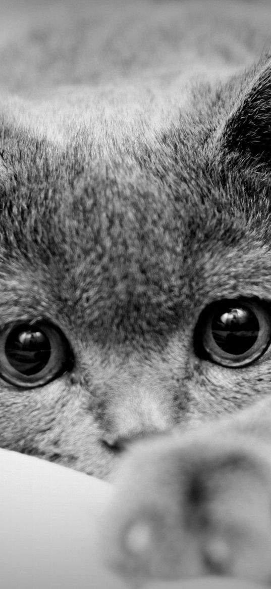 cat, face, eyes, paws, black white