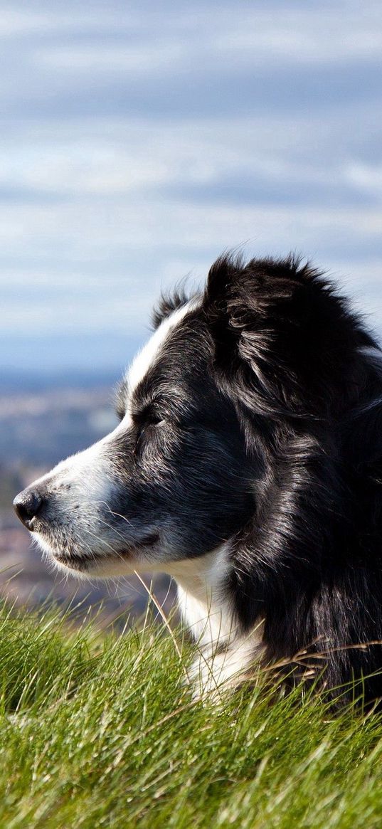 dog, grass, lying, waiting