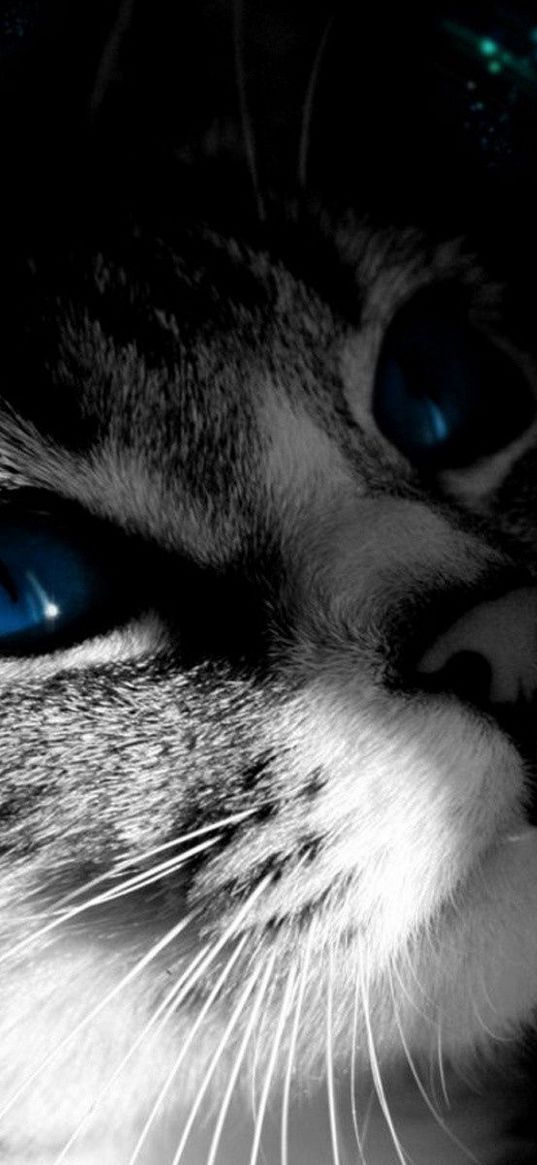 cat, muzzle, black white, blue-eyed