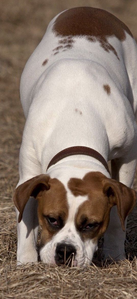 dog, baby, spotted, grass, walk