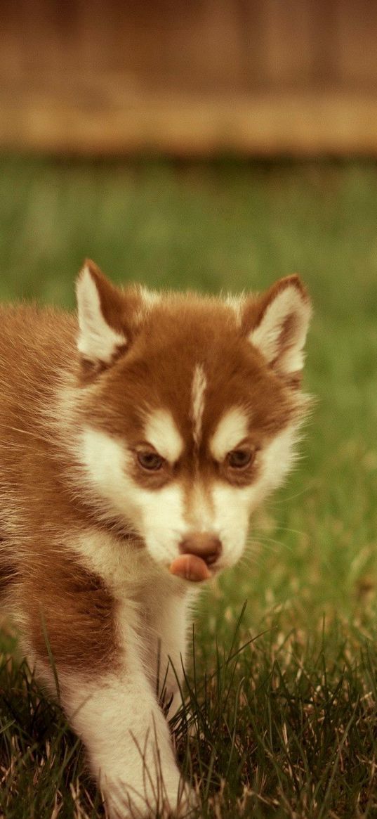 puppy, grass, walks, playful