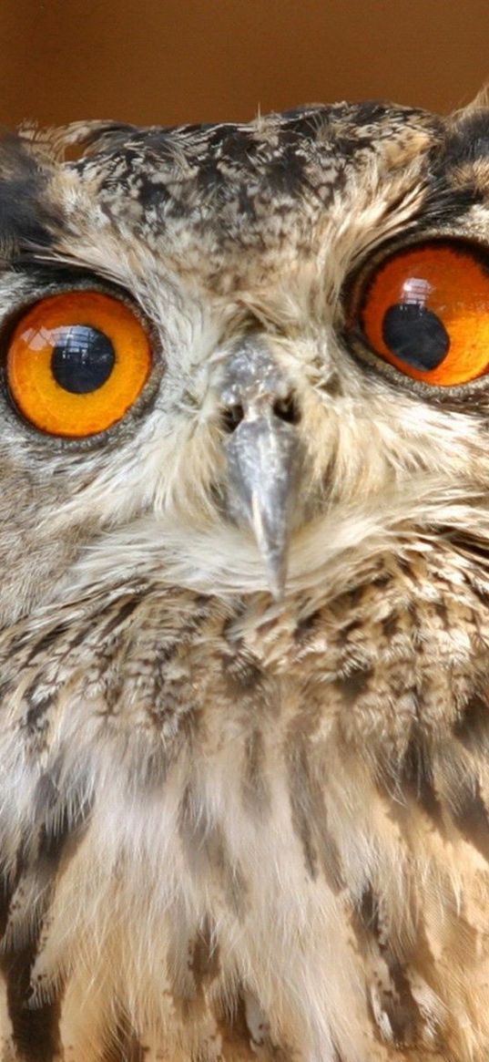 owl, eyes, surprise, striped