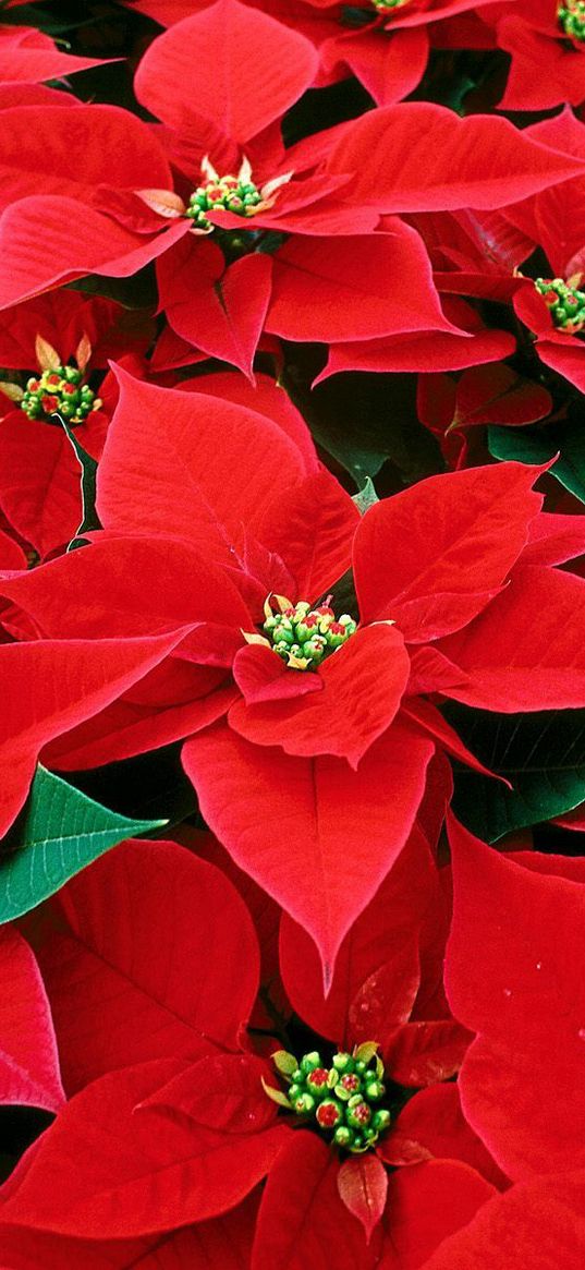 euphorbia, red, leaves