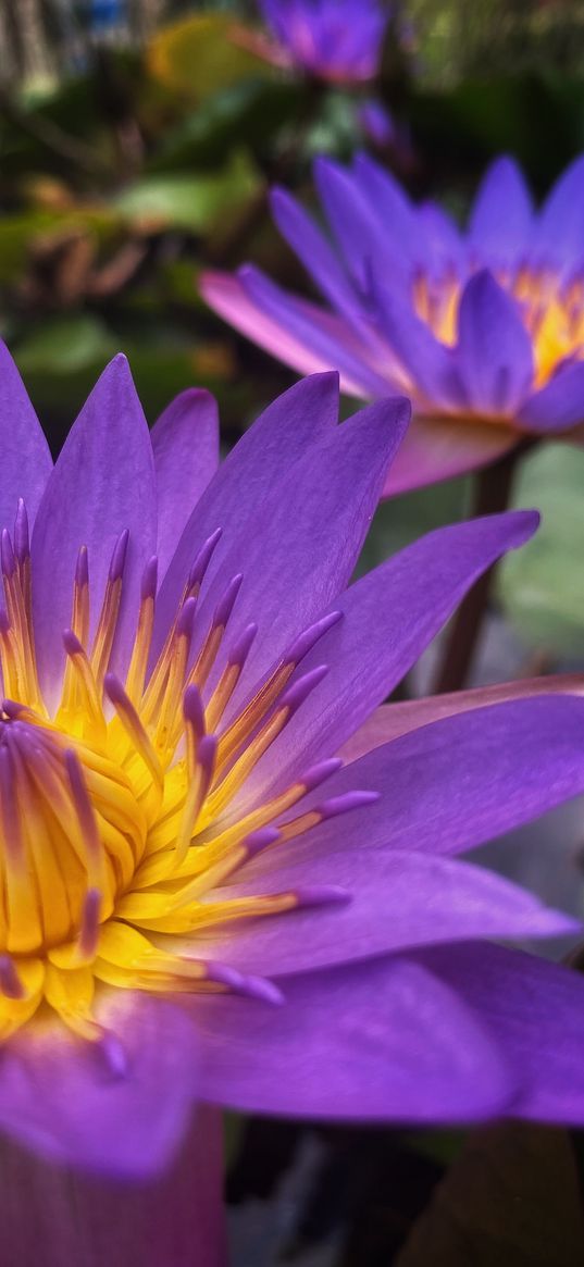 water lily, flowers, purple, petals, macro, plant, nature