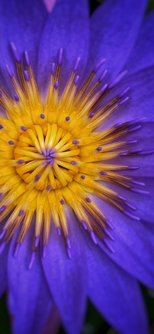 water lily, flower, purple, yellow, petals, macro, plant, nature