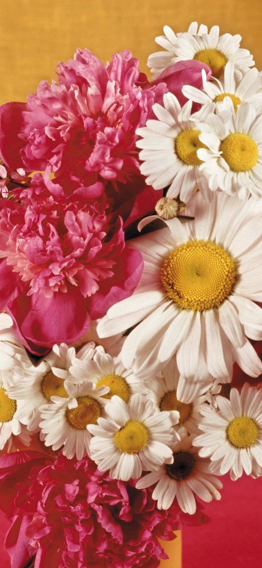 bouquet, camomiles, peonies, vase