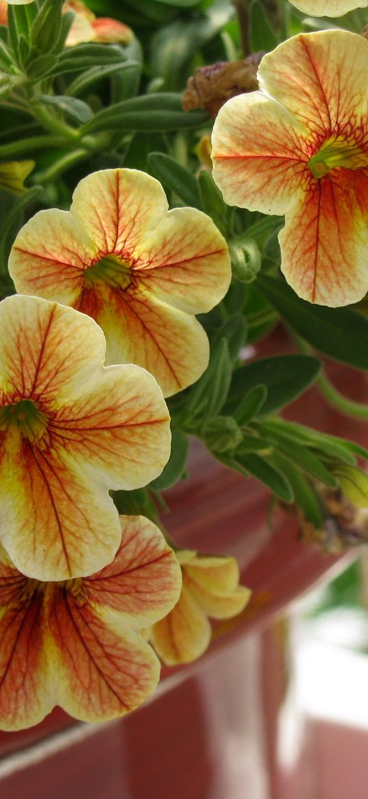 kalibrahoa, flowers, pots, close-up