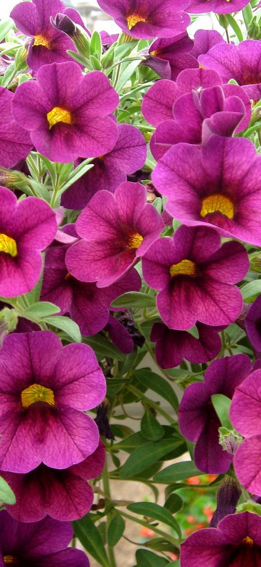 kalibrahoa, flowers, close up, green