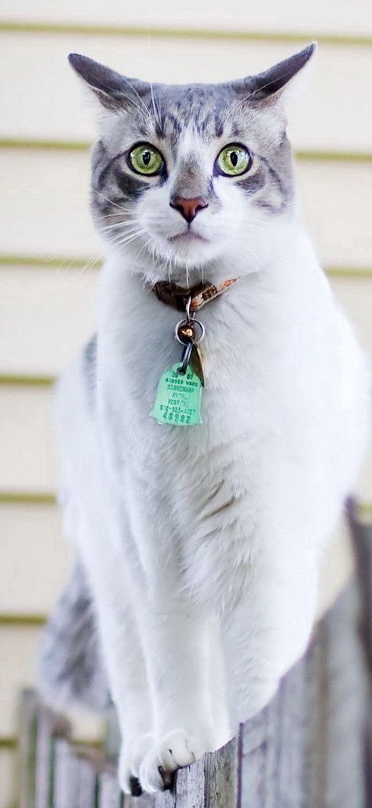 cat, spotted, walk, collar, fence