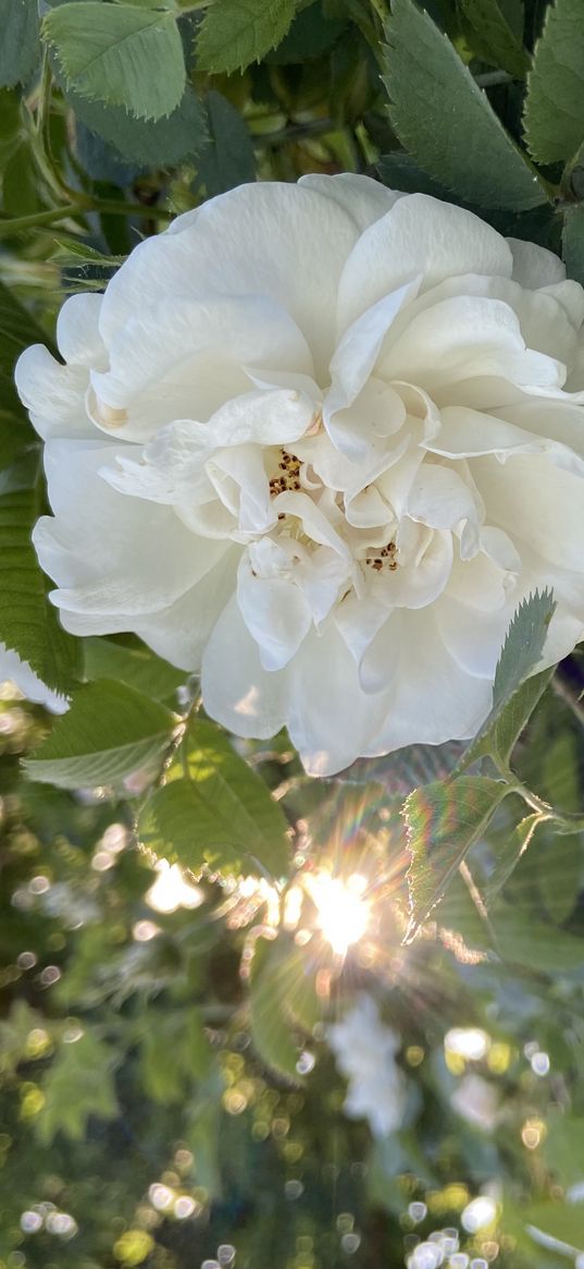 rose, white, flower, greenery, sunbeam, nature