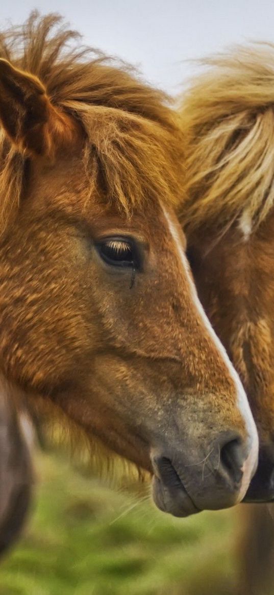 horse, couple, caring, tenderness