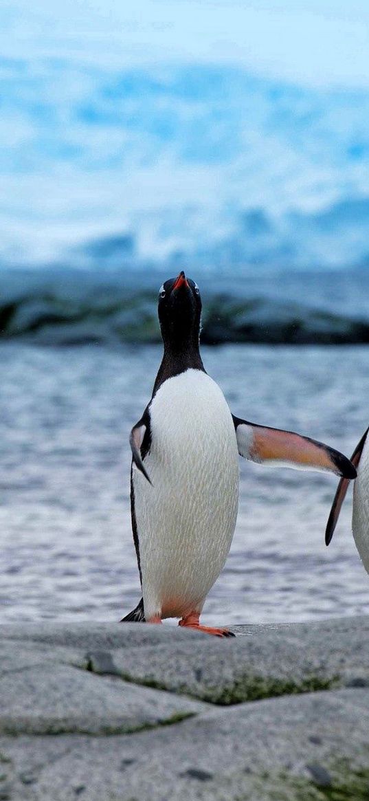 penguins, couple, beach, antarctica