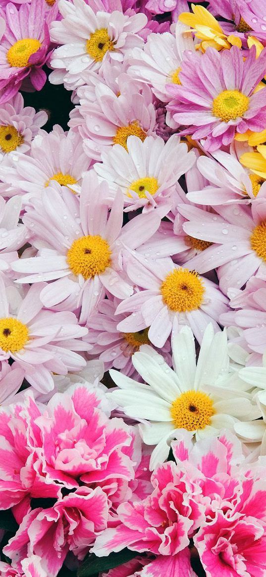 camomiles, allsorts, white, background